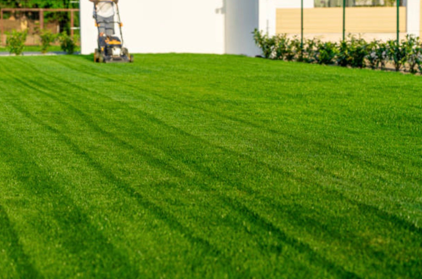 Push mower cutting clean stripes into a healthy green lawn